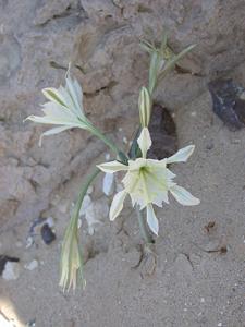 utils/thumbs/Amaryllidaceae/Pancratium_4oHxZgU3A3DCd5Trcps2b9.jpg