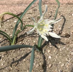 Pancratium sickenbergeri