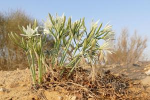 Pancratium sickenbergeri