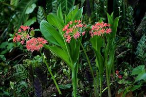 Scadoxus pole-evansii