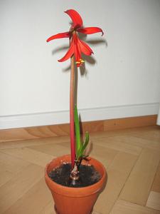 Sprekelia formosissima