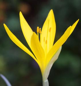 utils/thumbs/Amaryllidaceae/Sternbergia_LZoD5NfNDHPHEKRrmSGyBm.jpg