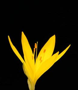 utils/thumbs/Amaryllidaceae/Sternbergia_eEH7SuSawF8akJDD9ESwbG.jpg