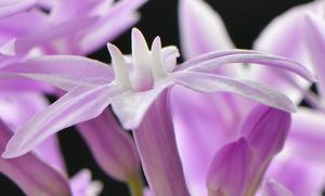 Tulbaghia violacea