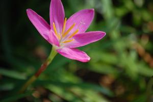 Zephyranthes minuta