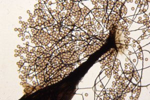 Enerthenema papillatum