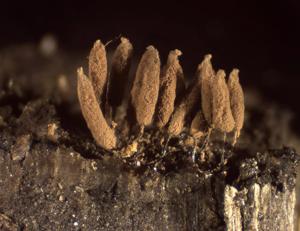 Stemonitopsis typhina