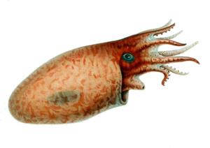 utils/thumbs/Amphitretidae/Bolitaena_EMYSoAkXCWkRqKbr8w3uBG.jpg