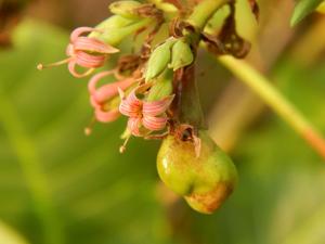 Anacardium occidentale