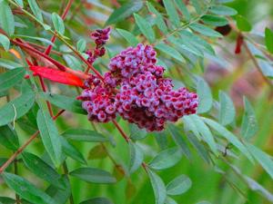 Rhus copallinum