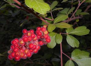 utils/thumbs/Anacardiaceae/Rhus_GWj8PuxKR4A5ChUbjda4bZ.jpg