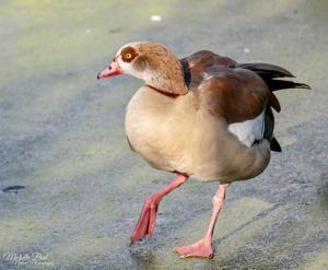 Alopochen aegyptiaca