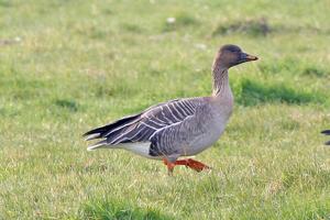 Anser serrirostris rossicus