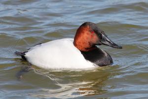 utils/thumbs/Anatidae/Aythya_gfGgnJBgJpU8yJeBnV4bNt.jpg