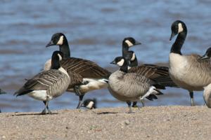 Branta hutchinsii hutchinsii