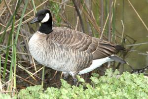 Branta hutchinsii