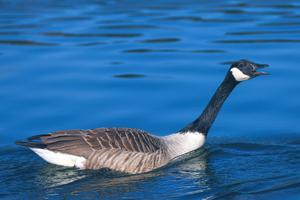 Branta canadensis