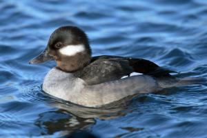 utils/thumbs/Anatidae/Bucephala_8eBbpdnbBhqiZGZJfbBF5B.jpg