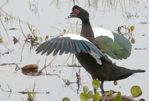Cairina moschata