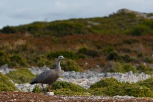 utils/thumbs/Anatidae/Cereopsis_2MMRHp4JYZRWpenz4jadrn.jpg