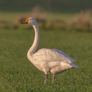 Cygnus cygnus
