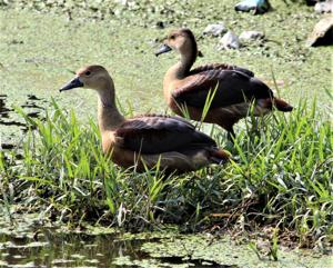Dendrocygna javanica