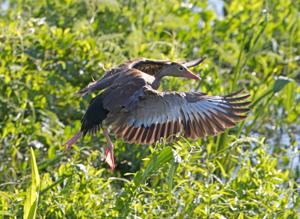 Dendrocygna autumnalis