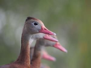 Dendrocygna autumnalis