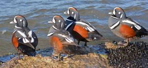 Histrionicus histrionicus