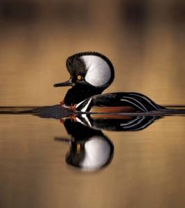 utils/thumbs/Anatidae/Lophodytes_nhUqbZTYGWprXi7pytgHdv.jpg