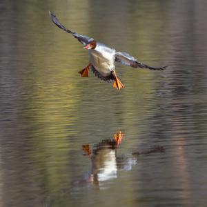 Mergus merganser