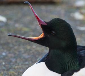 Mergus merganser