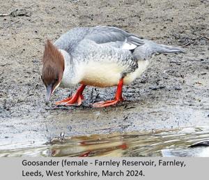 Mergus merganser