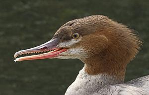Mergus merganser