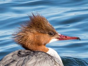 Mergus merganser merganser