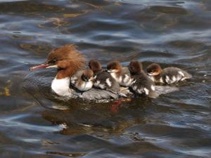 Mergus merganser