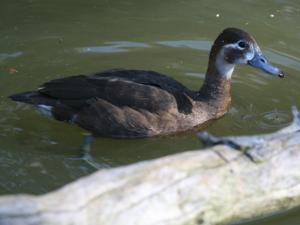 Netta erythrophthalma