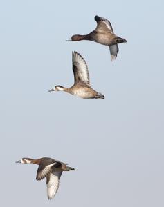 Netta erythrophthalma