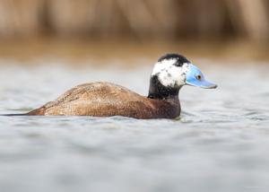 utils/thumbs/Anatidae/Oxyura_GRqZfLxiNKfUM4ReEGQfQy.jpg