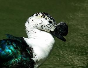 Sarkidiornis sylvicola