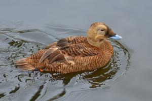 utils/thumbs/Anatidae/Somateria_3PQ2pMdT6iGL2rT4s2iZbj.jpg