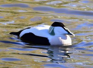 Somateria mollissima