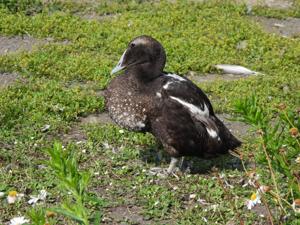 Somateria mollissima