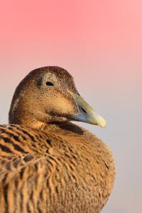 Somateria mollissima