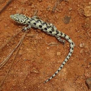 utils/thumbs/Anguidae/Abronia_d3sTWcAUFhxUhz36ehy4uC.jpg