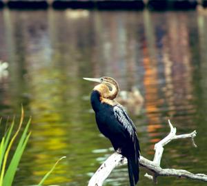 Anhinga rufa