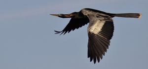 Anhinga anhinga