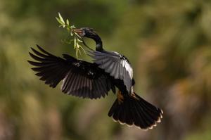 Anhinga anhinga