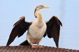 Anhinga novaehollandiae