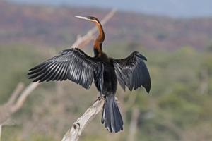 Anhinga rufa